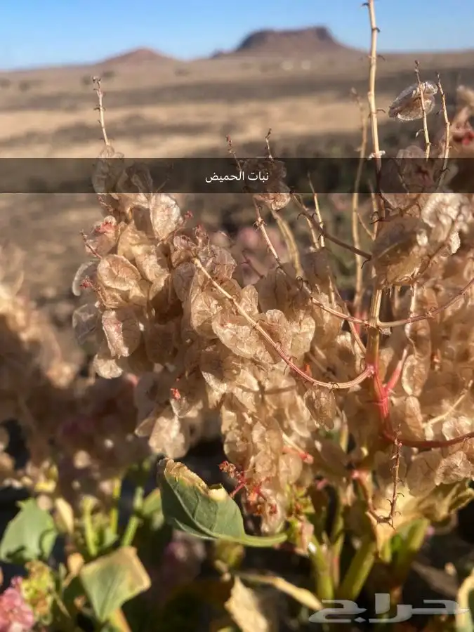 بذور اشجار ونبتات 17