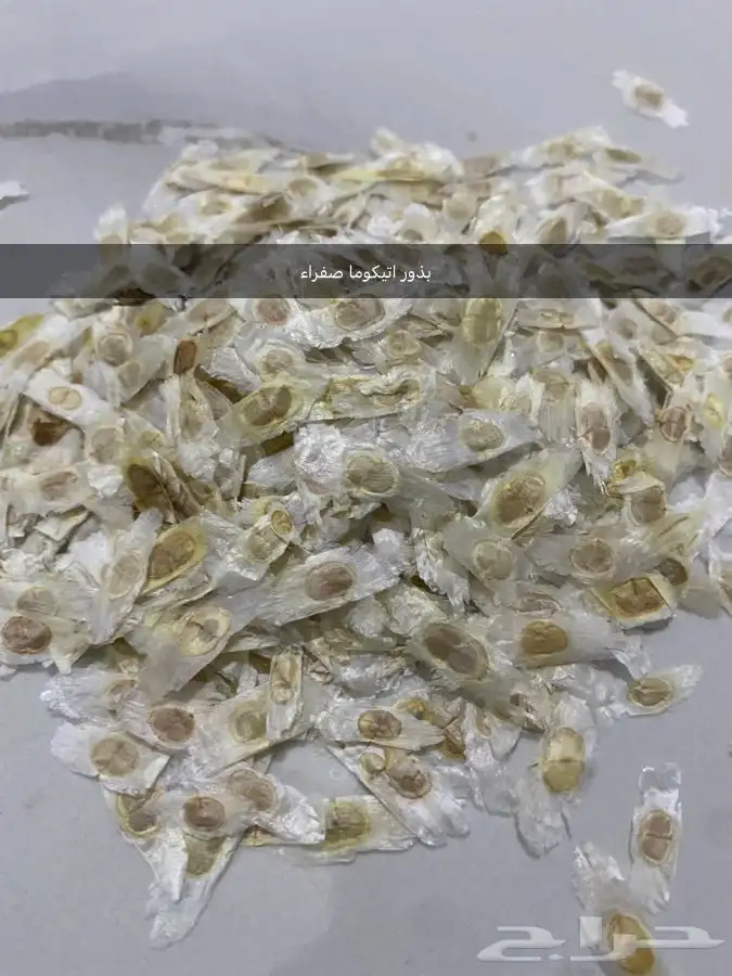 بذور اشجار ونبتات 15