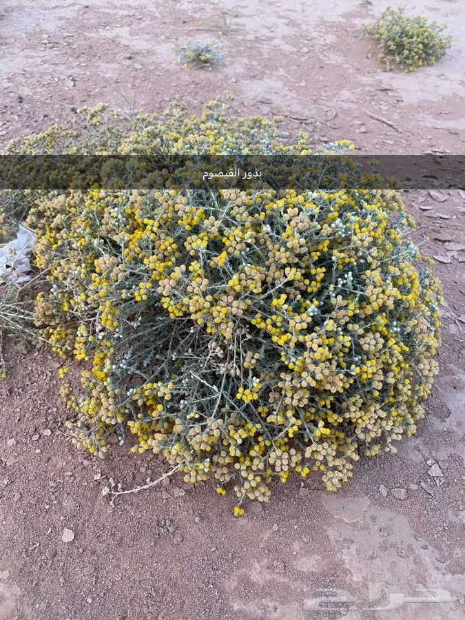 بذور اشجار ونبتات 39