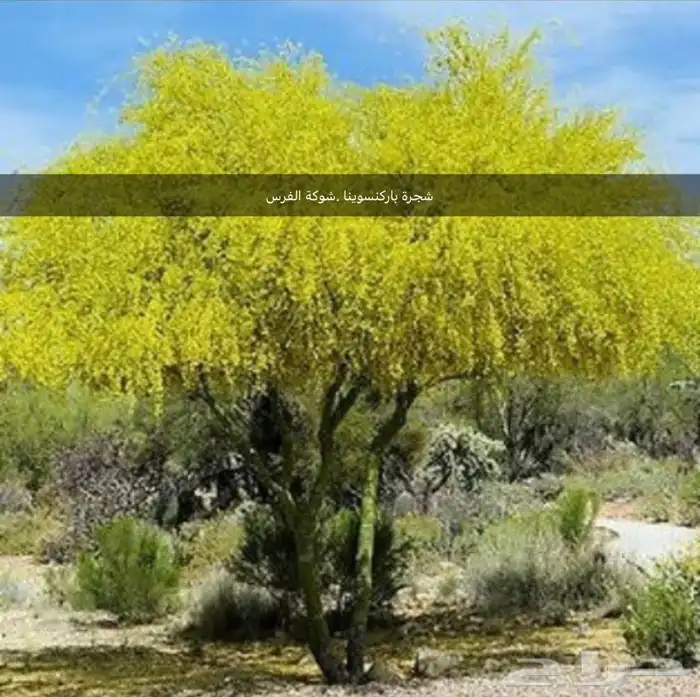 بذور اشجار ونبتات 6