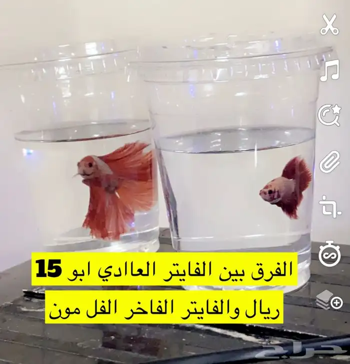 نوادر الفايتر الفاخر سمك فايتر مميز 1