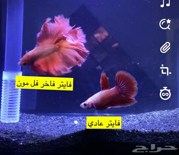 نوادر الفايتر الفاخر سمك فايتر مميز 0
