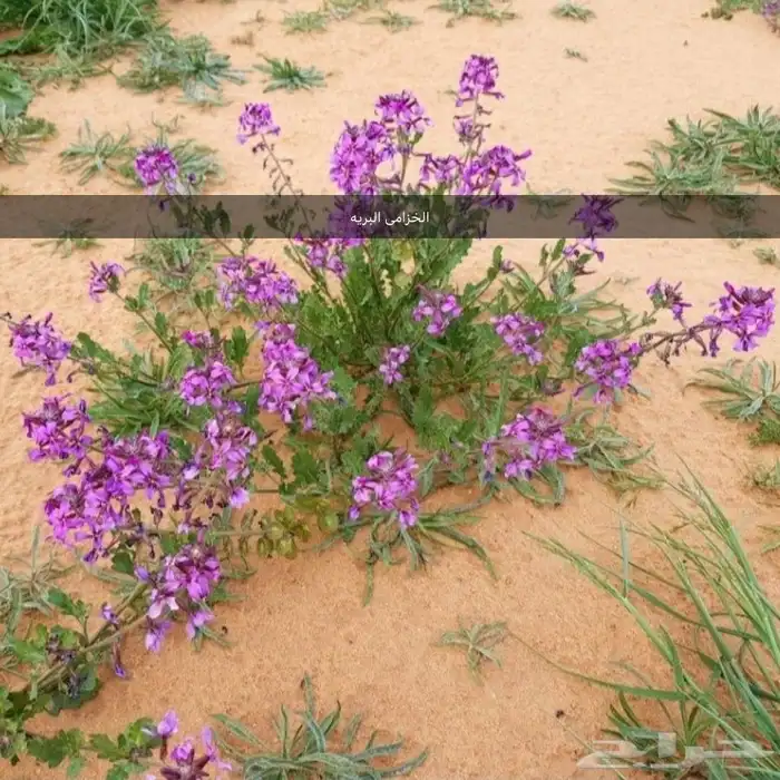 بذور اشجار ونبتات 30