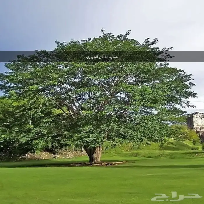 بذور اشجار ونبتات 8