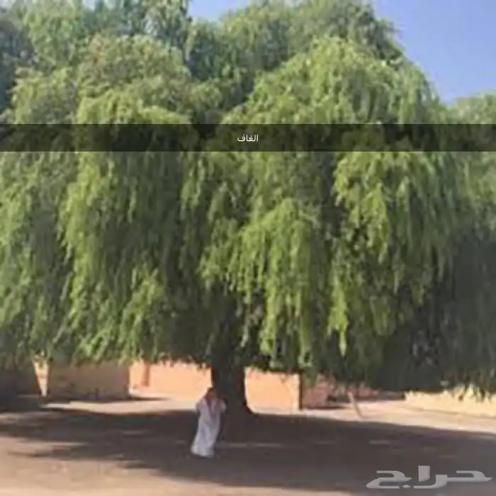 بذور اشجار ونبتات 33