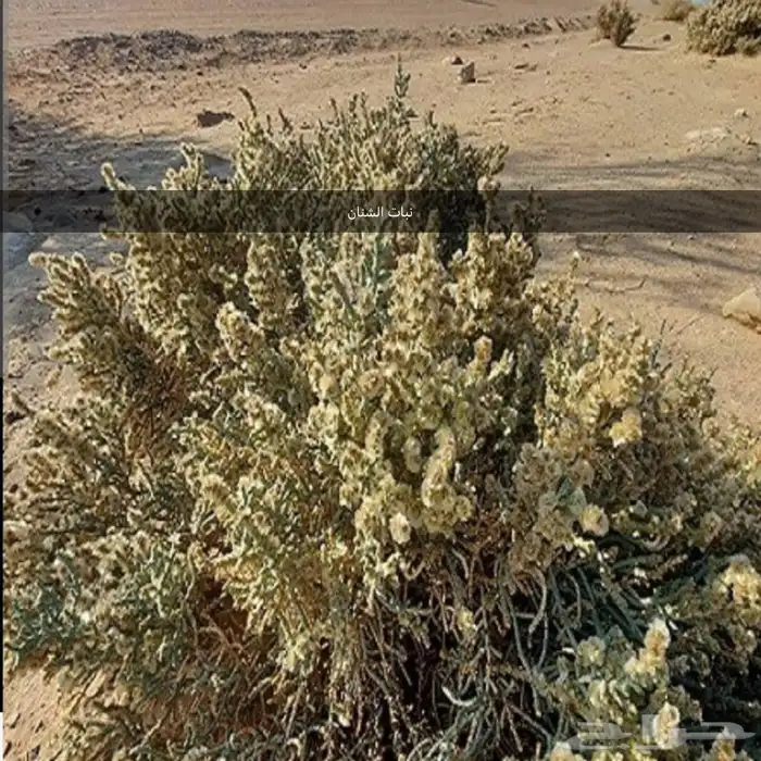 بذور اشجار ونبتات 19