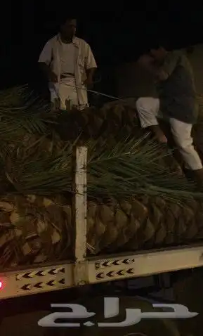 ثيل نجليه طبيعي C2000 صافي مضمونه 10