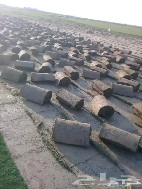 ثيل نجليه طبيعي C2000 صافي مضمونه 6