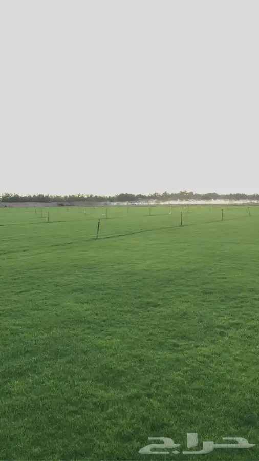 ثيل نجليه طبيعي C2000 صافي مضمونه 2