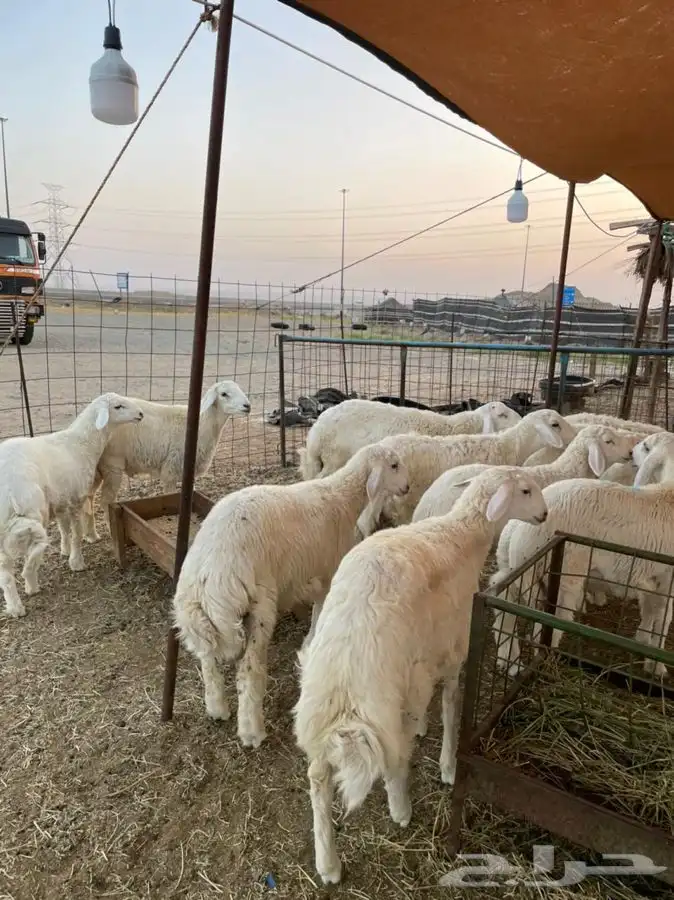 ذبايح حرية طليان و رخال حري جدة بريمان طريق هدى الشام 0