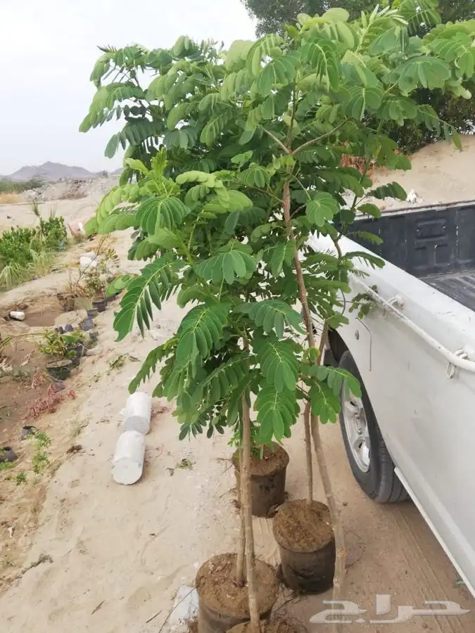 ثيل نجليه طبيعي C2000 صافي مضمونه 13