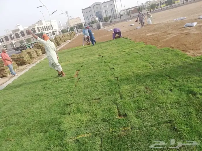 ثيل نجليه طبيعي C2000 صافي مضمونه 27