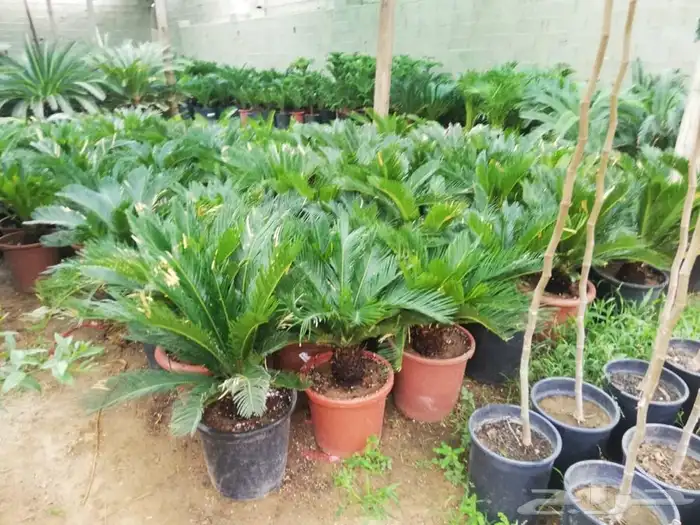 ثيل نجليه طبيعي C2000 صافي مضمونه 14