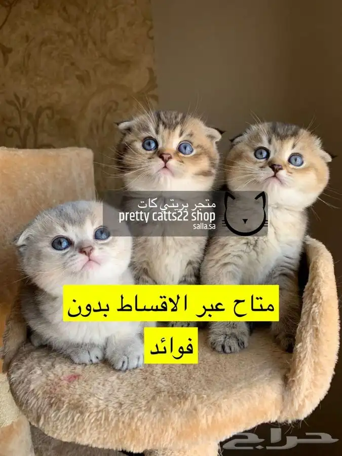 سكوتش فولد بيور مسجل مستورد سكوتش ستريت قطط بيور قطه كيتن 0
