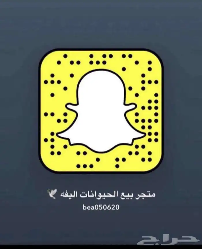 قطط طيور سلااحف اسماك هامستر تزاوج فتدقه ترويش تطعيم قطط 27