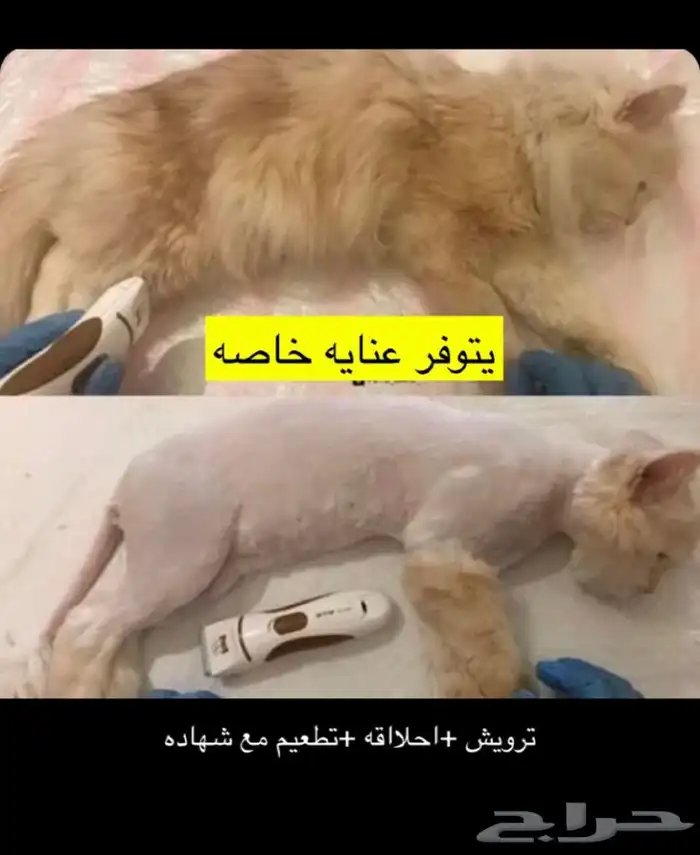قطط طيور سلااحف اسماك هامستر تزاوج فتدقه ترويش تطعيم قطط 11