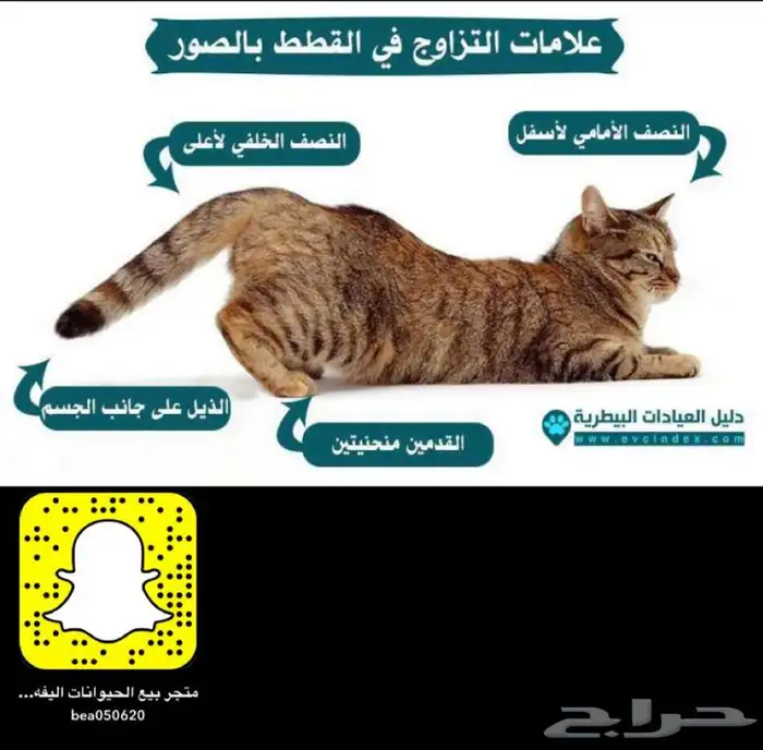 قطط طيور سلااحف اسماك هامستر تزاوج فتدقه ترويش تطعيم قطط 26