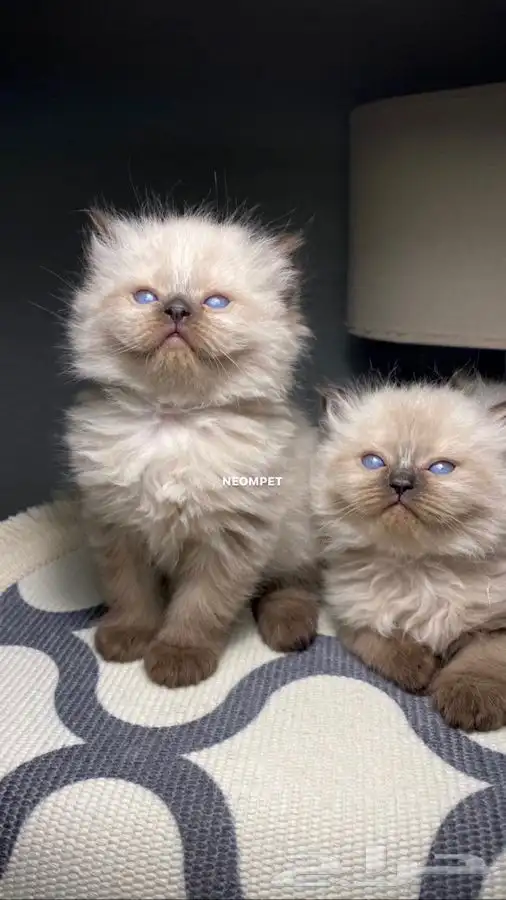 قطط عبر الاقساط كيتن قطه بسه هملايا سكوتش بيكي فيس شيرازي 0