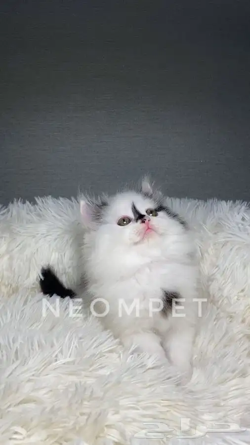 قطط كيتن بسه هملايا شيرازي بيكي فيس سكوتش انثى ذكر قطوه قطه 3