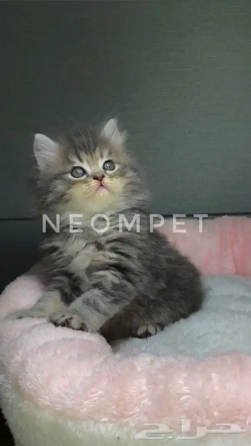 قطط كيتن بسه هملايا شيرازي بيكي فيس سكوتش انثى ذكر قطوه قطه 2