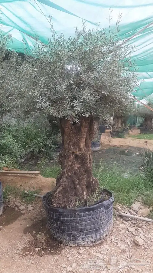 زيتون معمر ( اسباني ) ديكور لاندسكيب 4