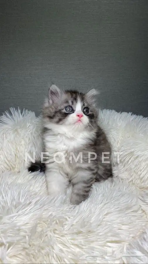 قطط كيتن بسه هملايا شيرازي بيكي فيس سكوتش انثى ذكر قطوه قطه 4