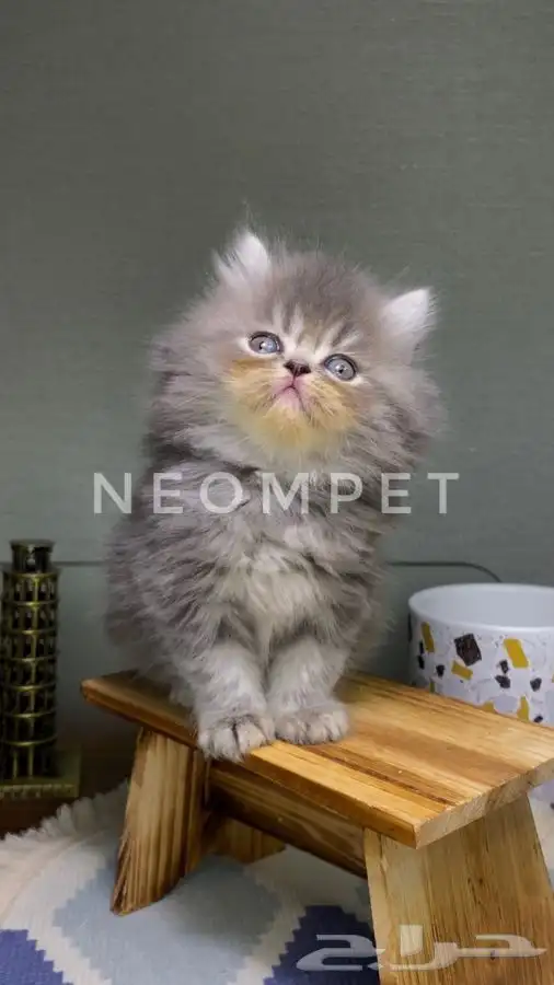 قطط كيتن بسه هملايا شيرازي بيكي فيس سكوتش انثى ذكر قطوه قطه 1