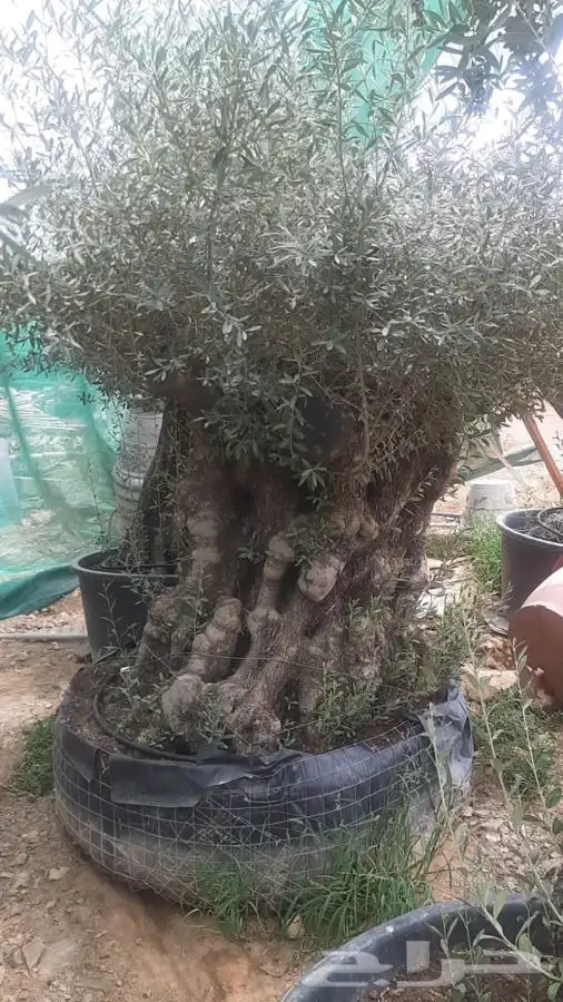 زيتون معمر ( اسباني ) ديكور لاندسكيب 5
