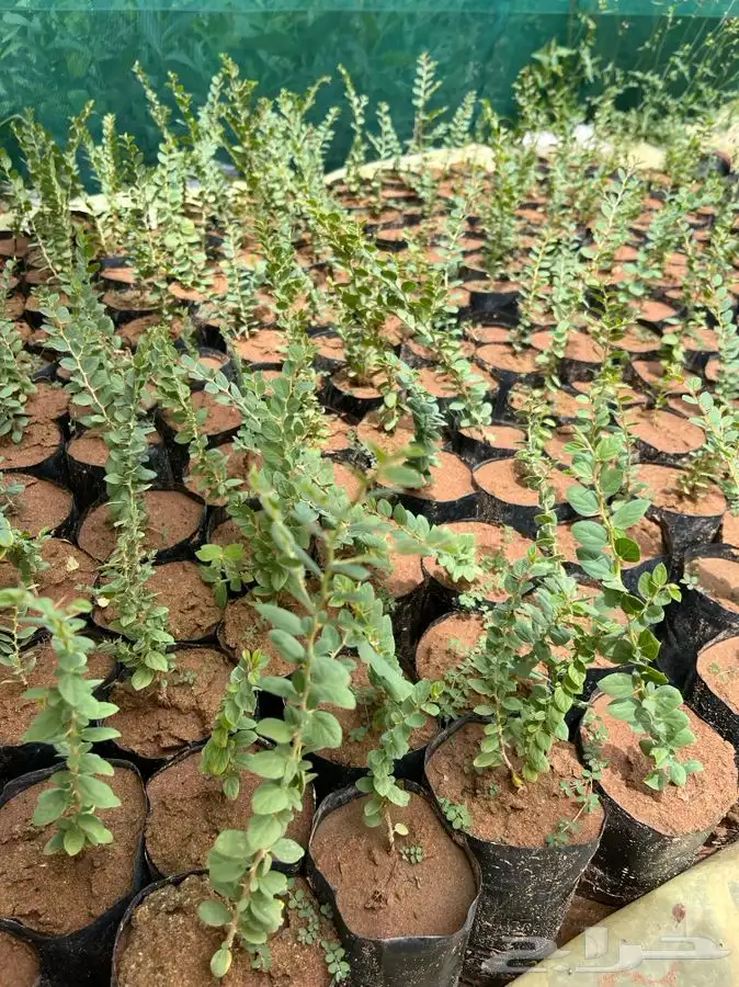 شتلات طلح ولوز هندي ومورينقا بلدي وسدر بلدي 3