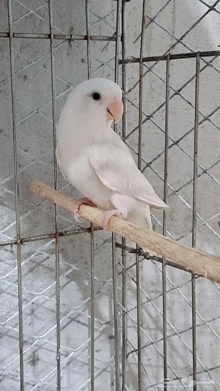 ذكر روز باليد اوبلاين سوبر جامبو 0