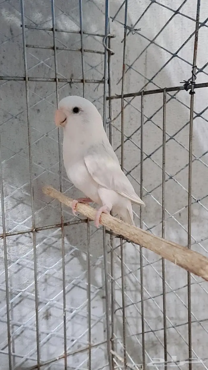 ذكر روز باليد اوبلاين سوبر جامبو 1