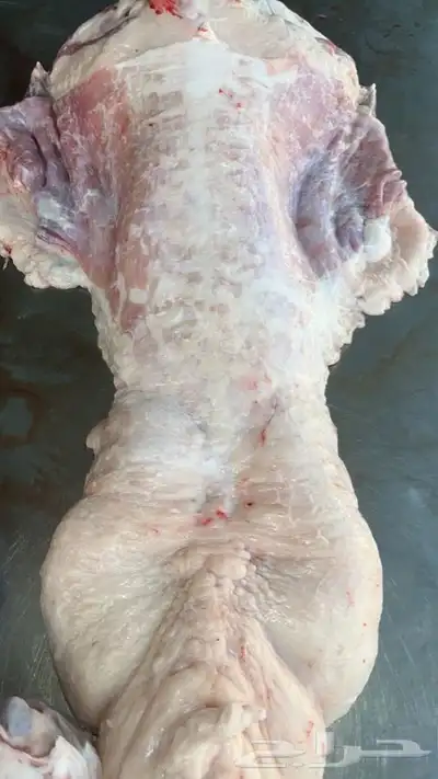 طليان وتيوس مع الطبخ والتوصيل حنيذ بالمرخ او سليق 4