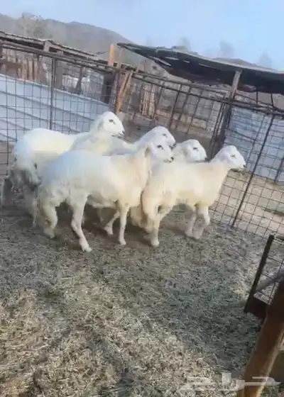 طليان وتيوس مع الطبخ والتوصيل حنيذ بالمرخ او سليق 2