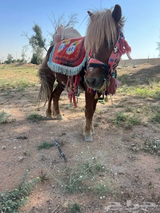 سيسي للإيجار اليومي 18