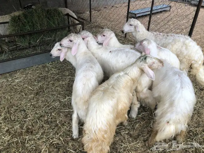 خرفان بلديه صفر نجران وتيوس بلديه دغس 6