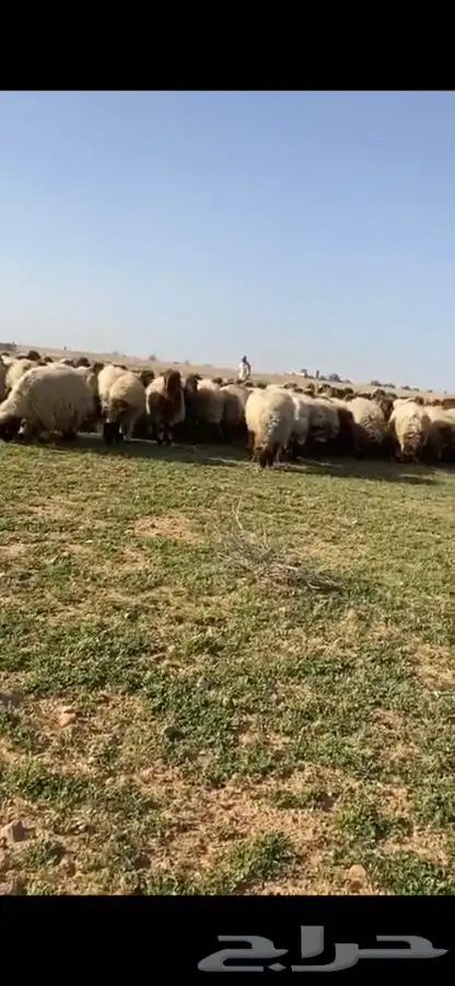 مطلوب غنم نعيم مراح 2