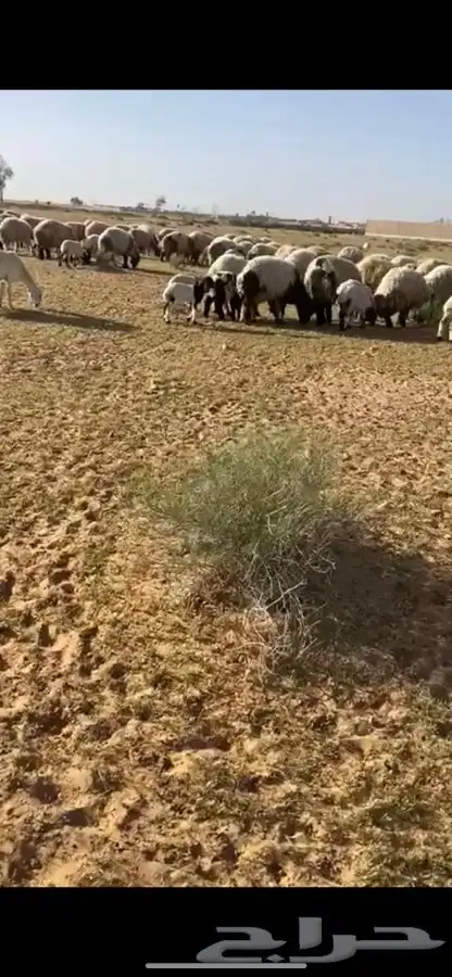 مطلوب غنم نعيم مراح 1