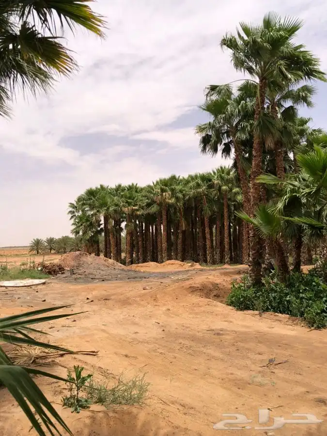 نخيل للبيع واشنطونيا زينه 0