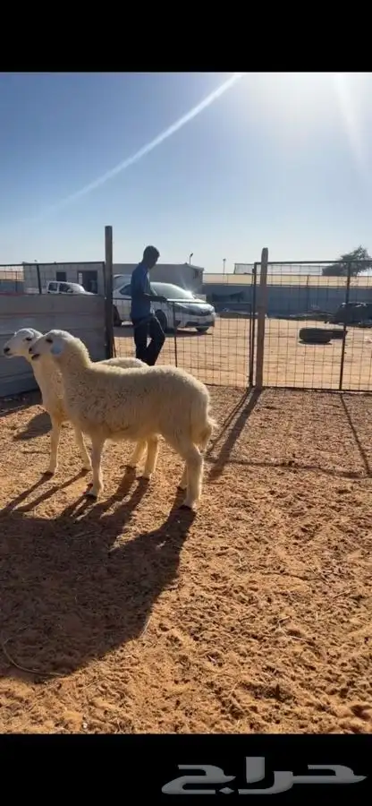 ذبايح حريات للليع مع الصلخ والتوصيل 9