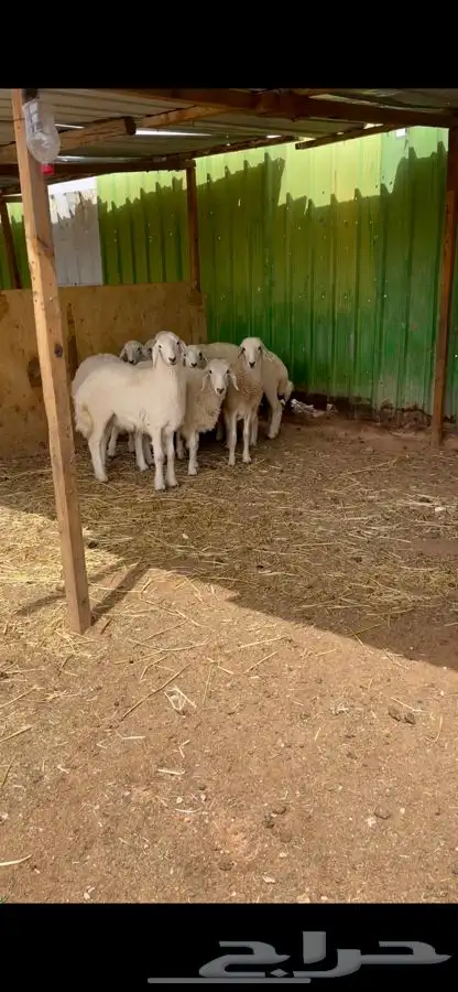 ذبايح حريات للليع مع الصلخ والتوصيل 1