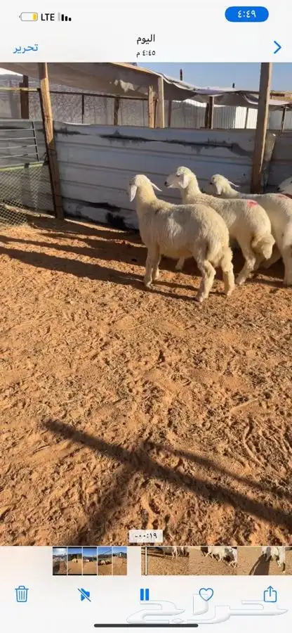 ذبايح حريات للليع مع الصلخ والتوصيل 4