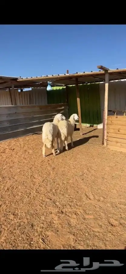 ذبايح حريات للليع مع الصلخ والتوصيل 7