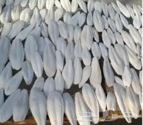 عظم حبار كالسيوم 0