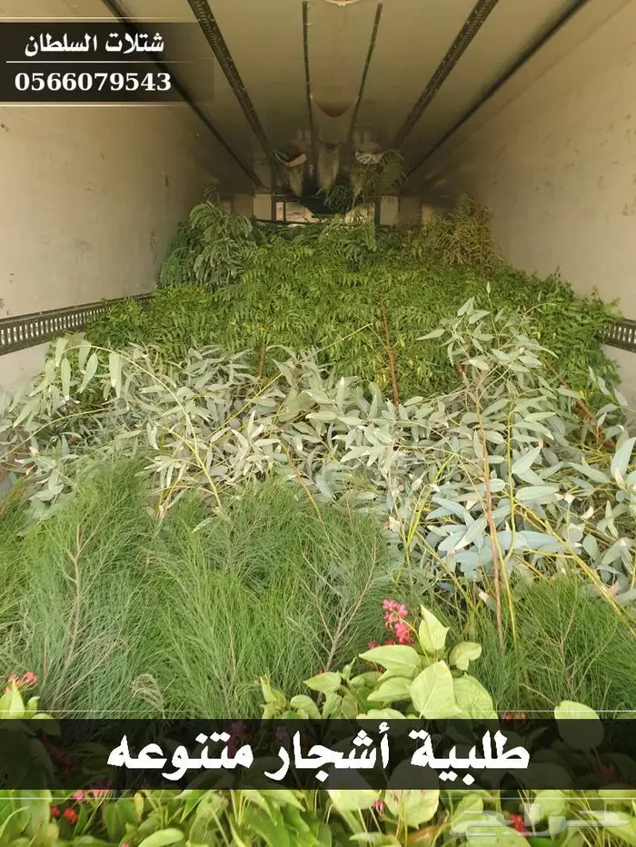 شتلات السلطان - تبدأ من 1.50 ريال . 1