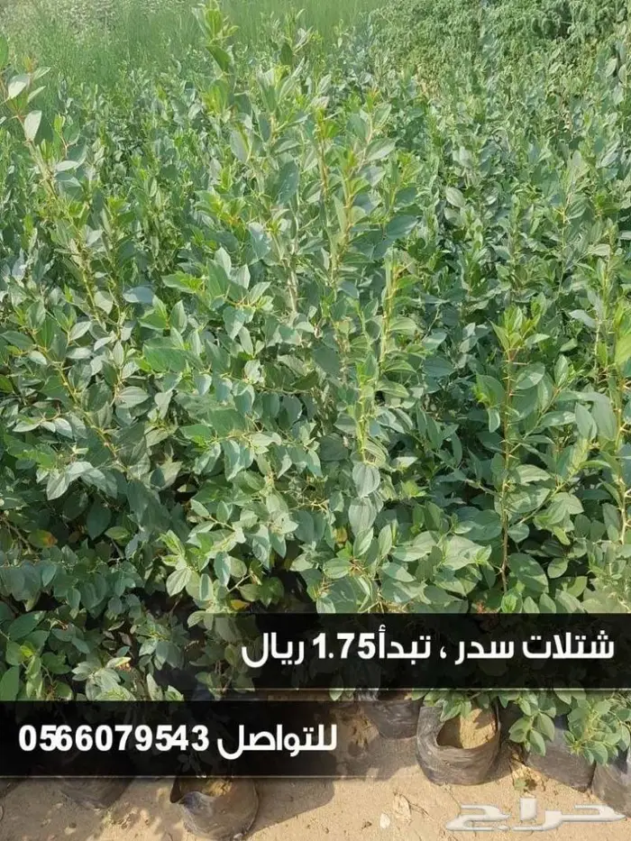 شتلات السلطان - تبدأ من 1.50 ريال . 18