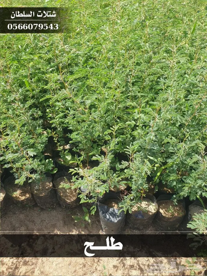شتلات السلطان - تبدأ من 1.50 ريال . 19