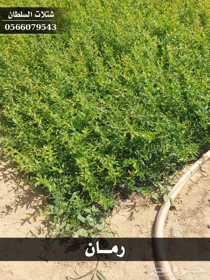 شتلات السلطان - تبدأ من 1.50 ريال . 16