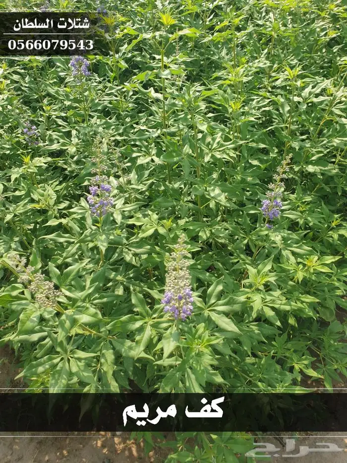 شتلات السلطان - تبدأ من 1.50 ريال . 23