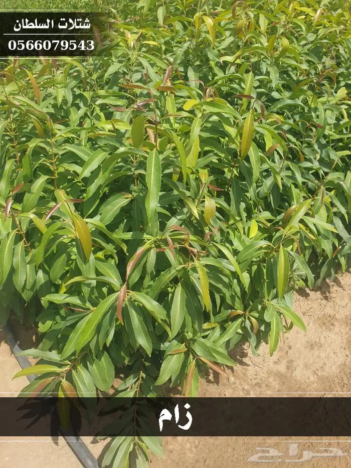 شتلات السلطان - تبدأ من 1.50 ريال . 34