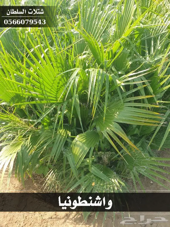شتلات السلطان - تبدأ من 1.50 ريال . 35